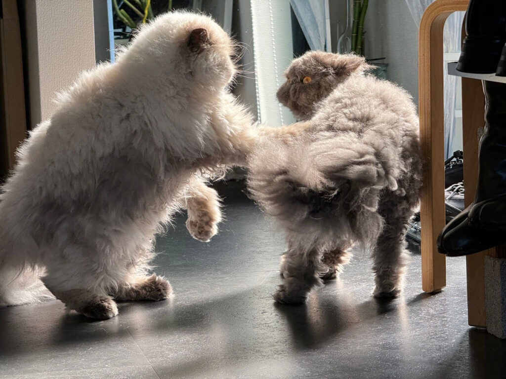 ねこ（左）「貸してね、って言ってくれればいいんだよ。勝手にやっちゃダメだよ！」こねこ（右）「隠してるつもりはなかったんだぞ！」