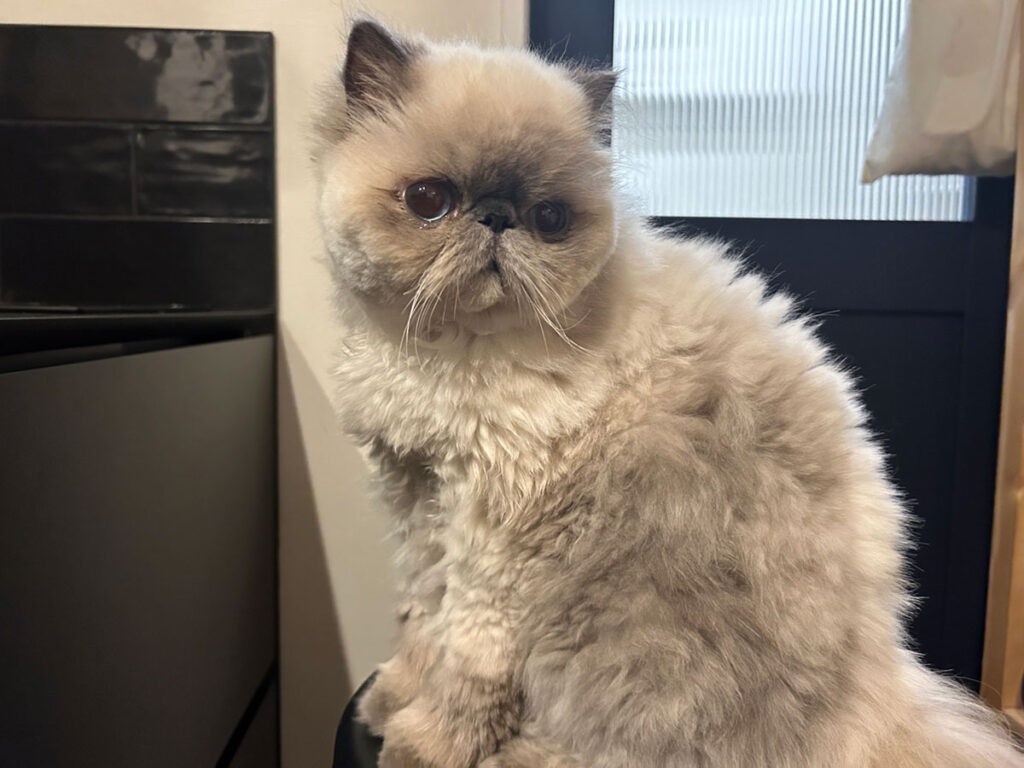 ねこ「どうかな？ 新しいヘアー。ぼくは気に入った。これで暑い夏も乗り切れそう！」