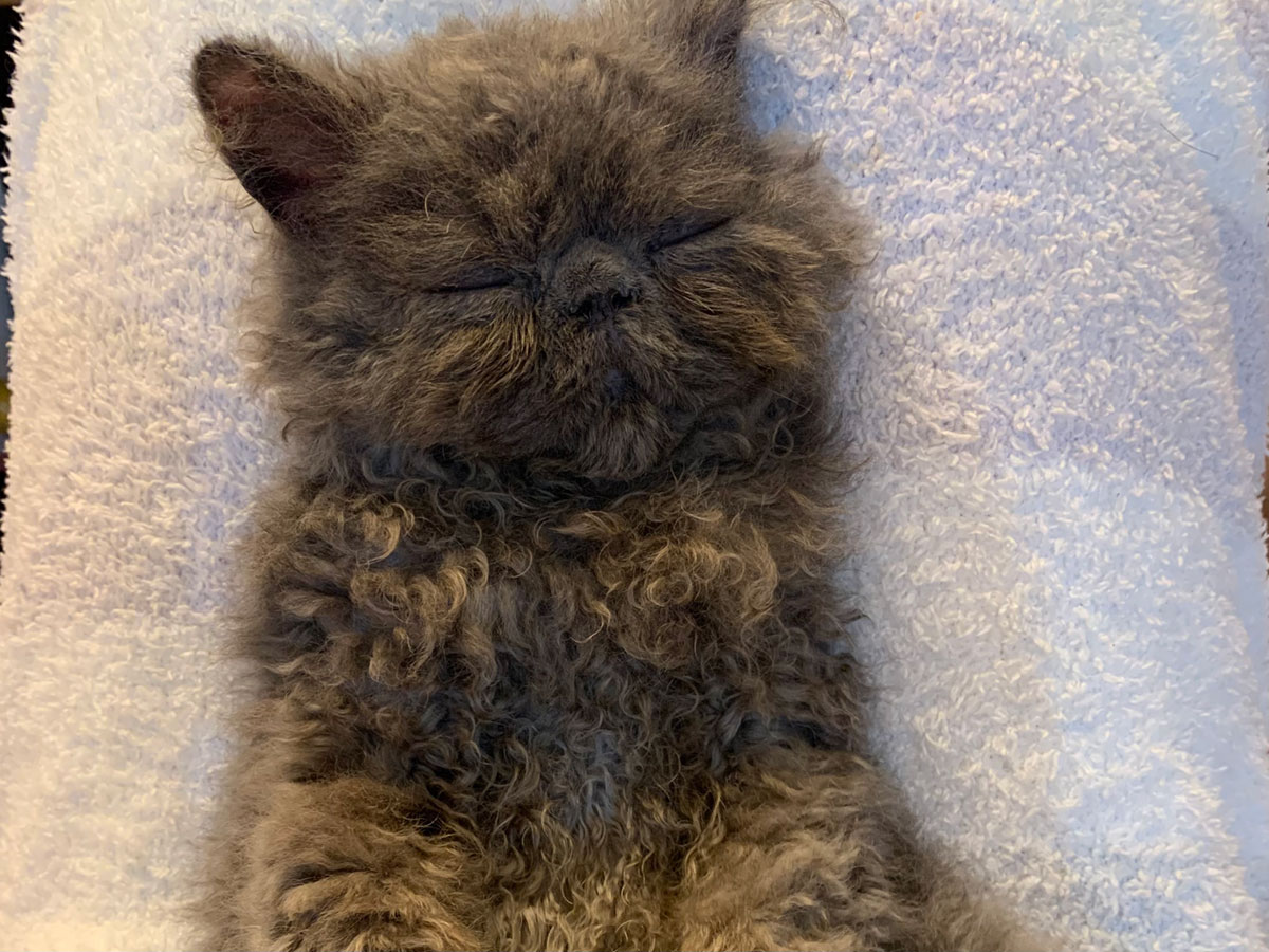 いつのまにか、にゃむにゃむ。【 ねことこねこ、ふかふか通信。 vol.24 
