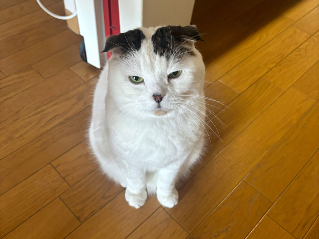 飼い主が全然起きないとき。お腹ぺこぺこで機嫌の悪いオレ。早くごはんちょーだい！！！！