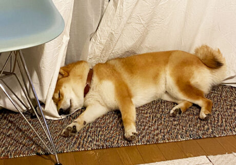 ハルくん、暑い夜の寝場所は。柴犬子犬ハルのワンダフルライフ
