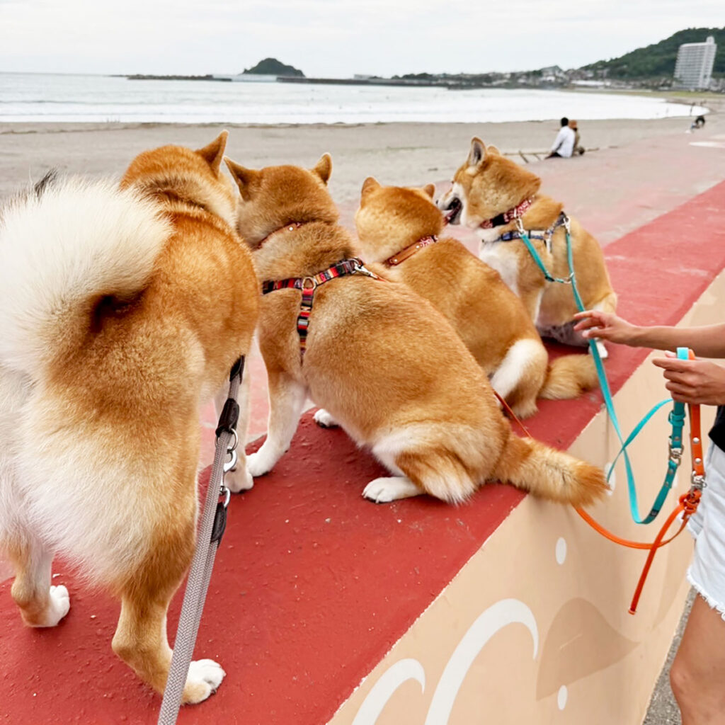 ハルくん、夕方の家族会議。柴犬子犬ハルのワンダフルライフ