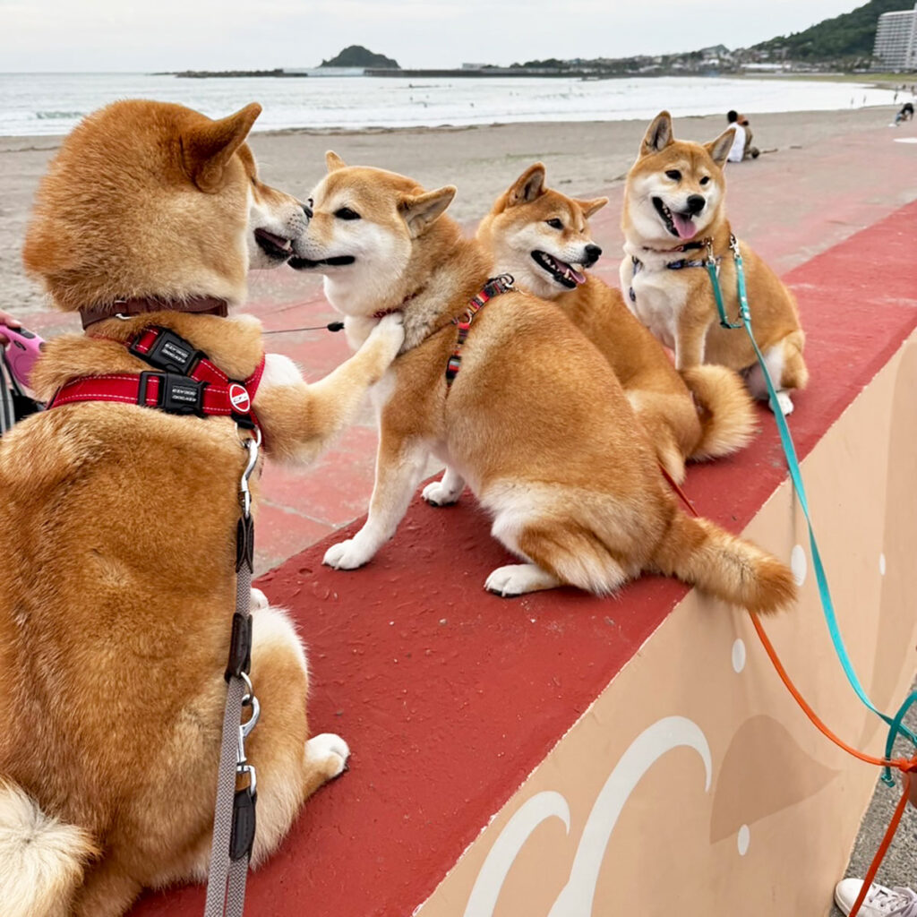 ハルくん、夕方の家族会議。柴犬子犬ハルのワンダフルライフ