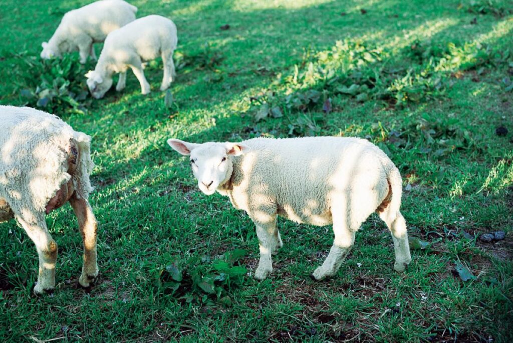 『北海道大学第一農場』（北区北14条西）では牛や羊の姿をフェンス越しに見学。