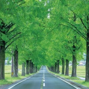 滋賀・奥琵琶湖で聖なる水辺を歩く旅。後編 | 高島市の県道小荒路牧野沢線には、2.4㎞にわたってメタセコイア並木が続く。歩いても車で走り抜けても壮観だ。