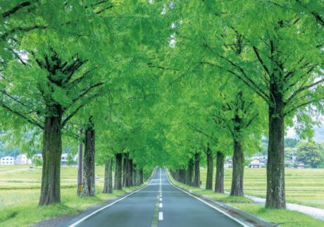滋賀・奥琵琶湖で聖なる水辺を歩く旅。後編 | 高島市の県道小荒路牧野沢線には、2.4㎞にわたってメタセコイア並木が続く。歩いても車で走り抜けても壮観だ。