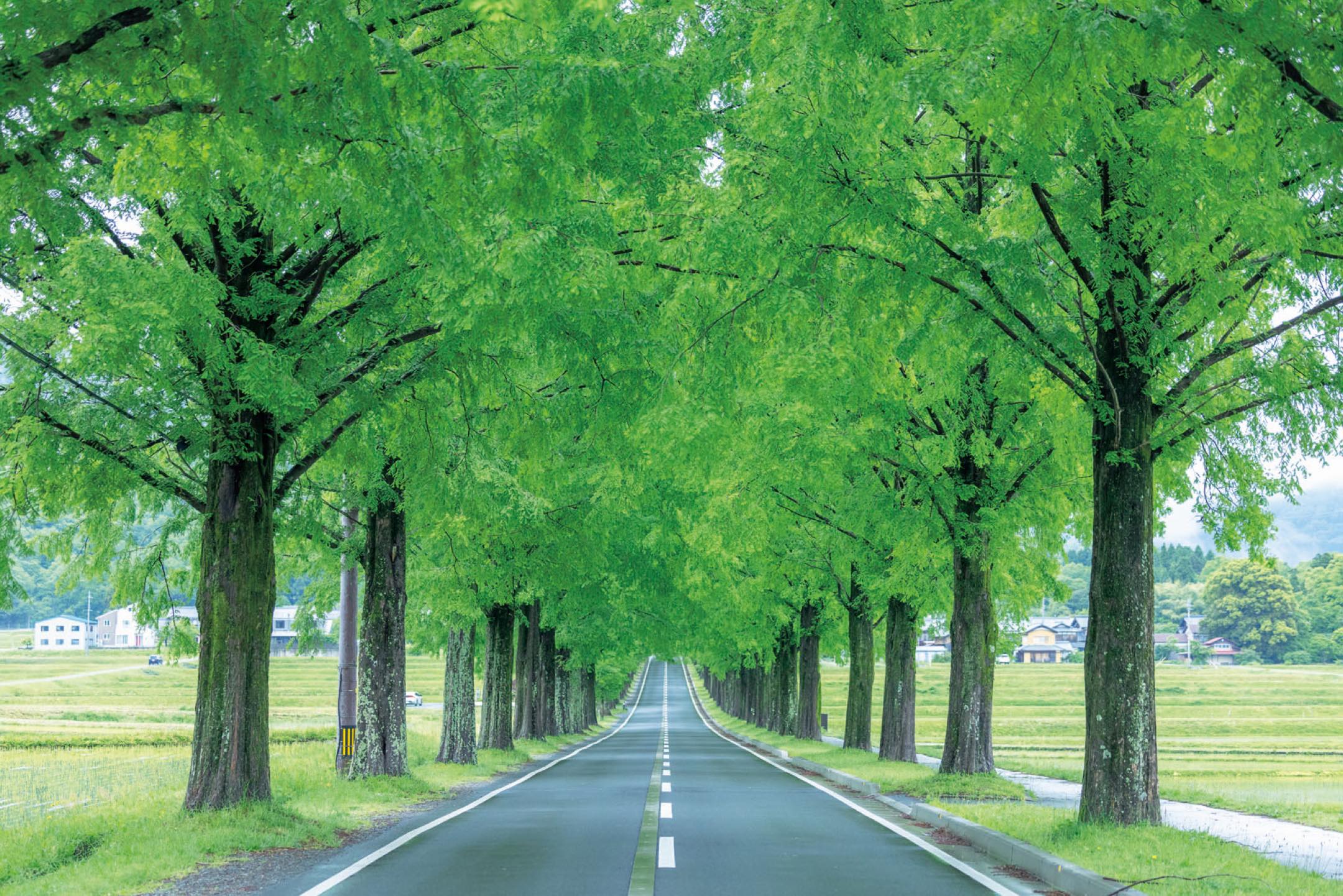 滋賀・奥琵琶湖で聖なる水辺を歩く旅。後編 | 高島市の県道小荒路牧野沢線には、2.4㎞にわたってメタセコイア並木が続く。歩いても車で走り抜けても壮観だ。
