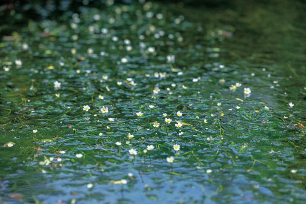 滋賀・奥琵琶湖で聖なる水辺を歩く旅。後編 | 醒井宿の地蔵川では、清水であることの証しでもある梅花藻が咲く。