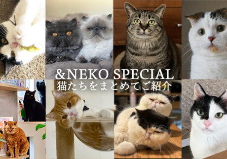 &NEKOスペシャル！ これまでに登場した猫たちをまとめて紹介します。