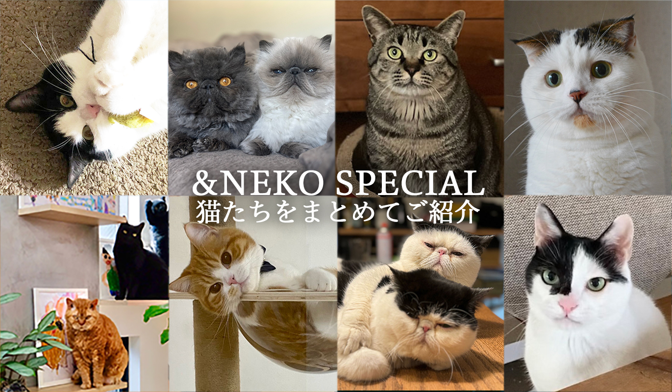 中古】 別冊ねこぷに猫のあるあるものがたり デレデレ猫号