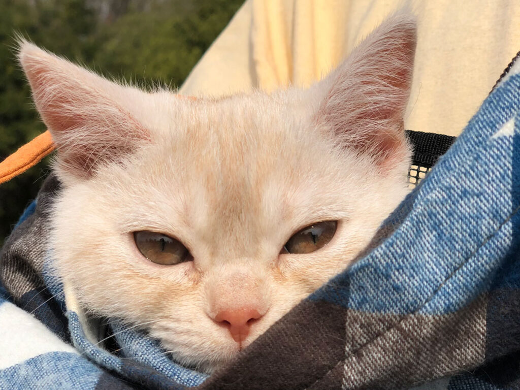 今日はパパに抱っこしてもらったんた。パパは背が高いから、いつもと違う景色が見られておもしろかったよ。