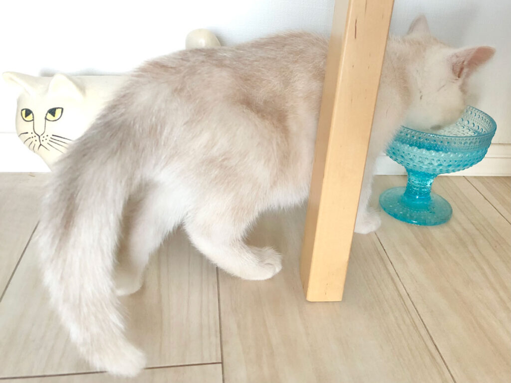 水色もあるよ。部屋にはたくさんお水を飲む場所があるんだよ。だから、いつでもお水が飲めるんだよ。いいでしょ。