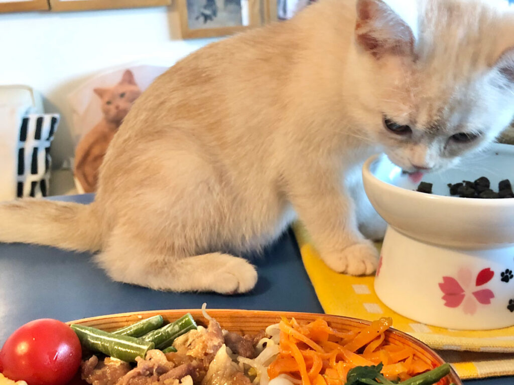 毎朝チェックしてるからもう慣れたよ。だから、自分のごはんを食べながらチェックしたりできちゃうんだ。えっへん。