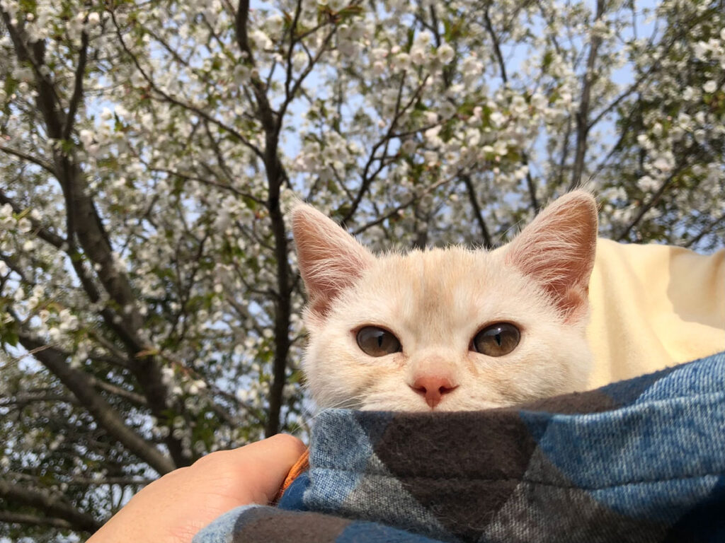 天気が良い休日は、早起きして家族みんなで静かな公園をお散歩するの。