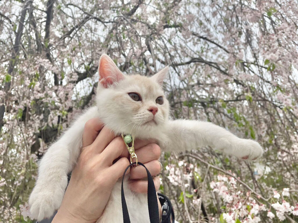 ぼくの検診に行く途中だったんだけど、パパとママが「ヤーヤくん、桜だよ。満開だね。きれいだね」って、しばらくみんなで桜を眺めたよ。小さなお花がいっぱいで、桜ってかわいいなぁって思ったよ。