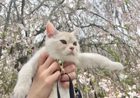 ぼくの検診に行く途中だったんだけど、パパとママが「ヤーヤくん、桜だよ。満開だね。きれいだね」って、しばらくみんなで桜を眺めたよ。小さなお花がいっぱいで、桜ってかわいいなぁって思ったよ。