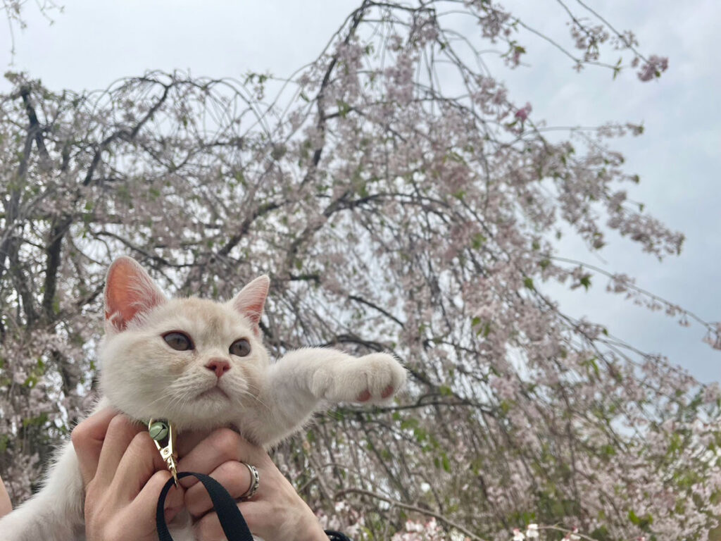 「また来年も一緒に桜を見ようね。ヤーヤくん」ってパパもママも言ってたよ。だからぼく、来年がとっても楽しみなんだ。