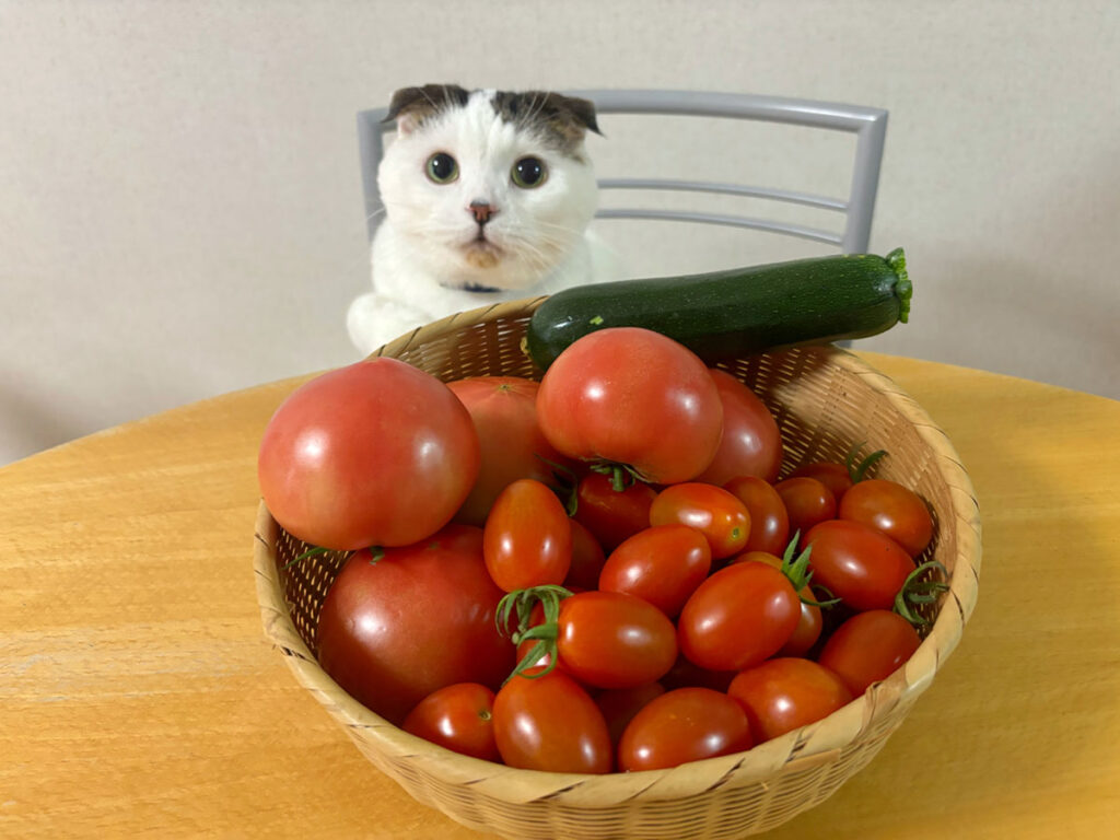 手作りのお野菜、たくさんもらったでー。すごいなー！ ピカピカでおいしそー！