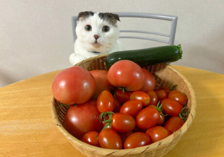 手作りのお野菜、たくさんもらったでー。すごいなー！ ピカピカでおいしそー！