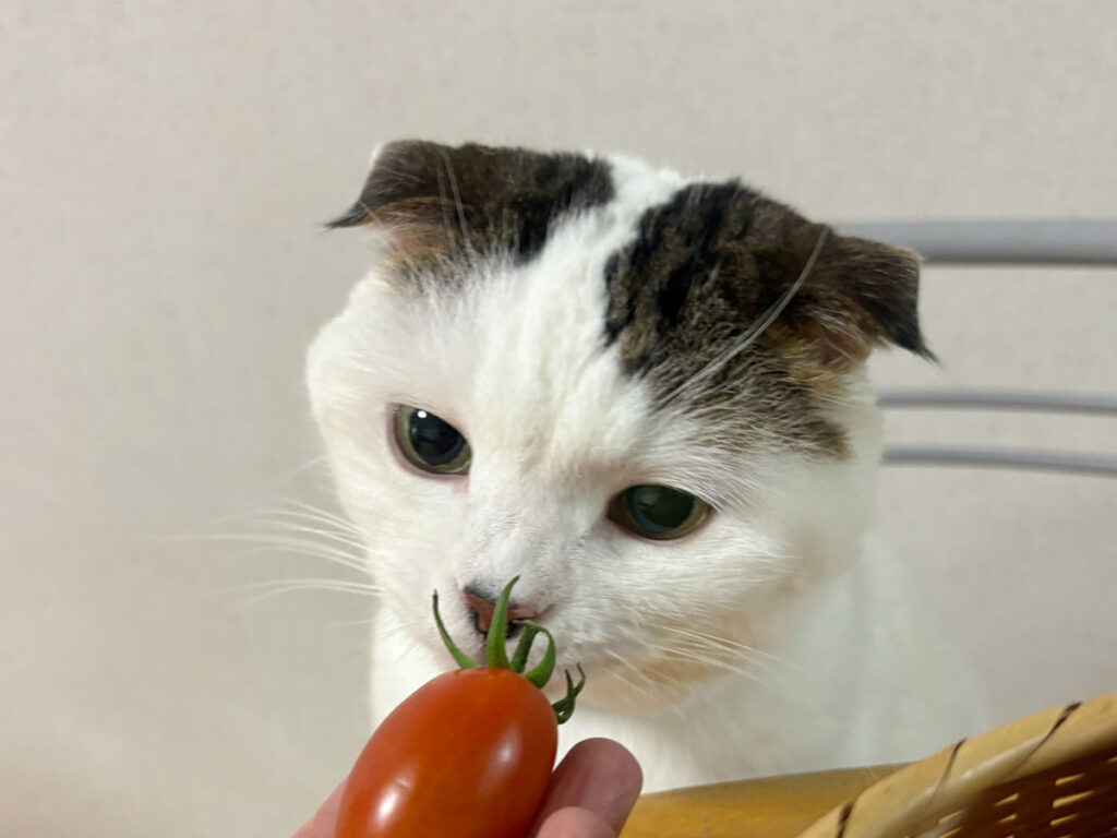 すんすん……。ねこ草みたいな匂いがするけど、ねこはヘタ食べたらあかんでー！