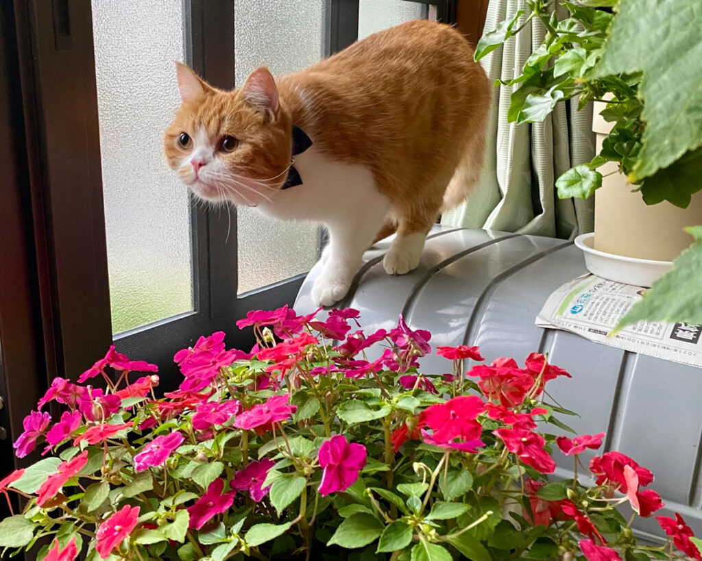 僕はお盆に飼い主さんの田舎に来ています。ここにはきれいな花園があったり、