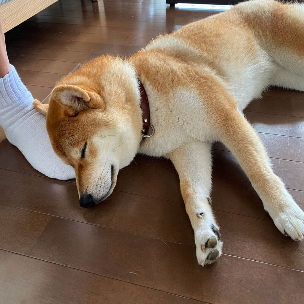 ハルくん、ステキなものをいただきました。柴犬子犬ハルのワンダフルライフ