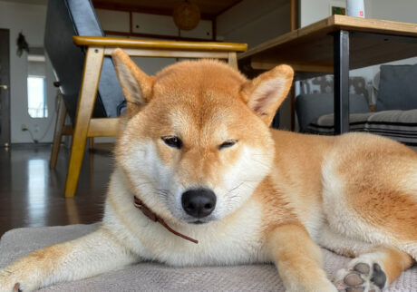 ハルくん、エアコン部屋がいい。柴犬子犬ハルのワンダフルライフ