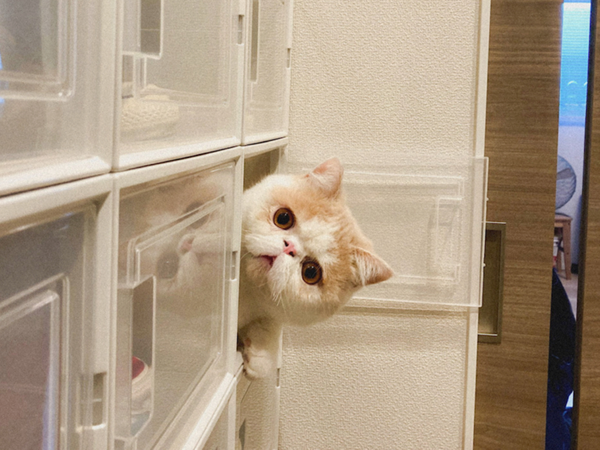 ねこもち。◎お急ぎ1週間 4/5 もちまる、おとこ道。 | & Premium (アンド プレミアム)
