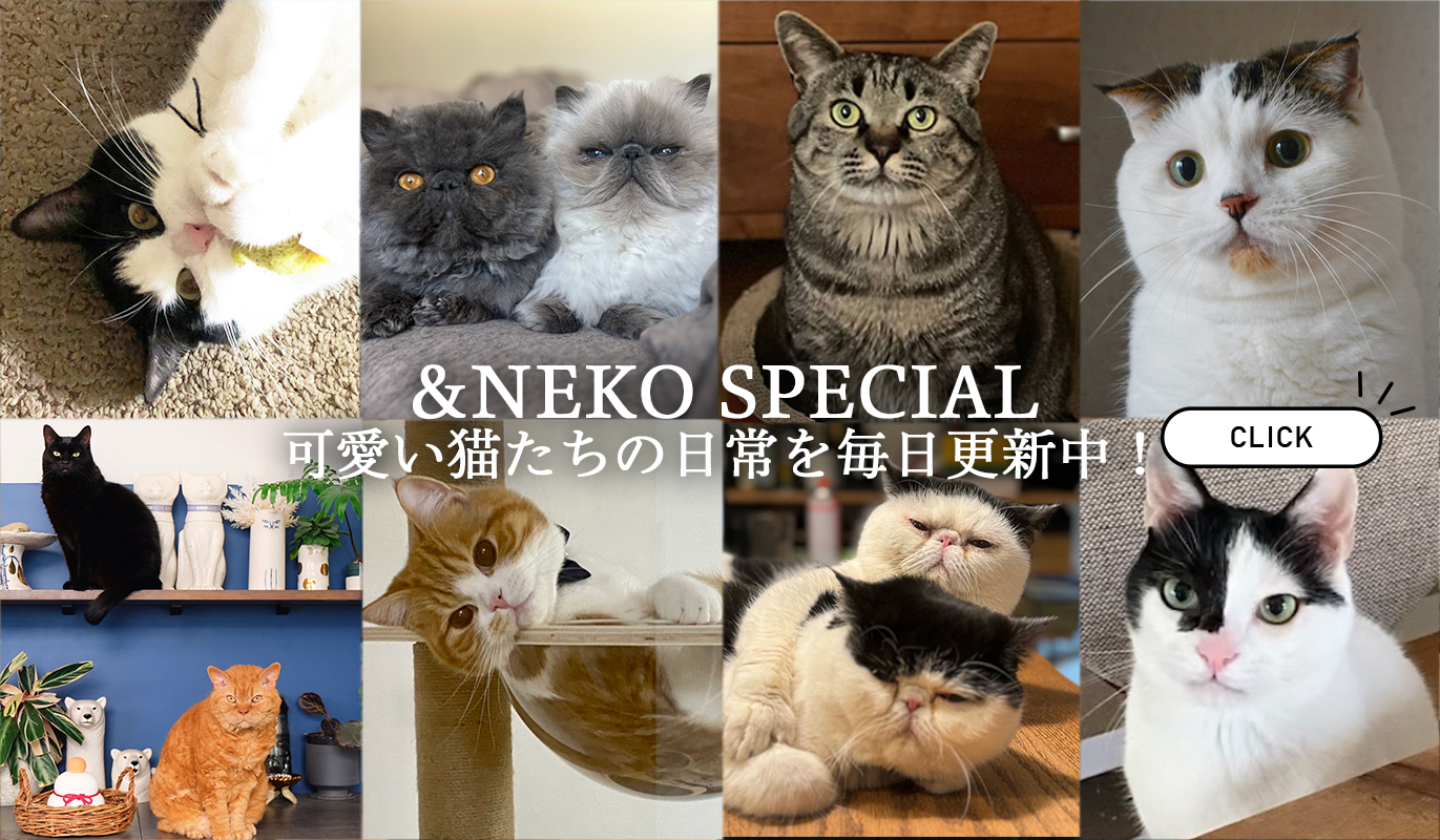 ＆NEKO 可愛い猫たちの日常を毎日更新中！