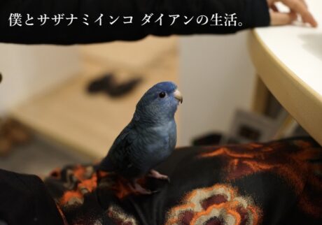 僕とサザナミインコ ダイアンの生活。top