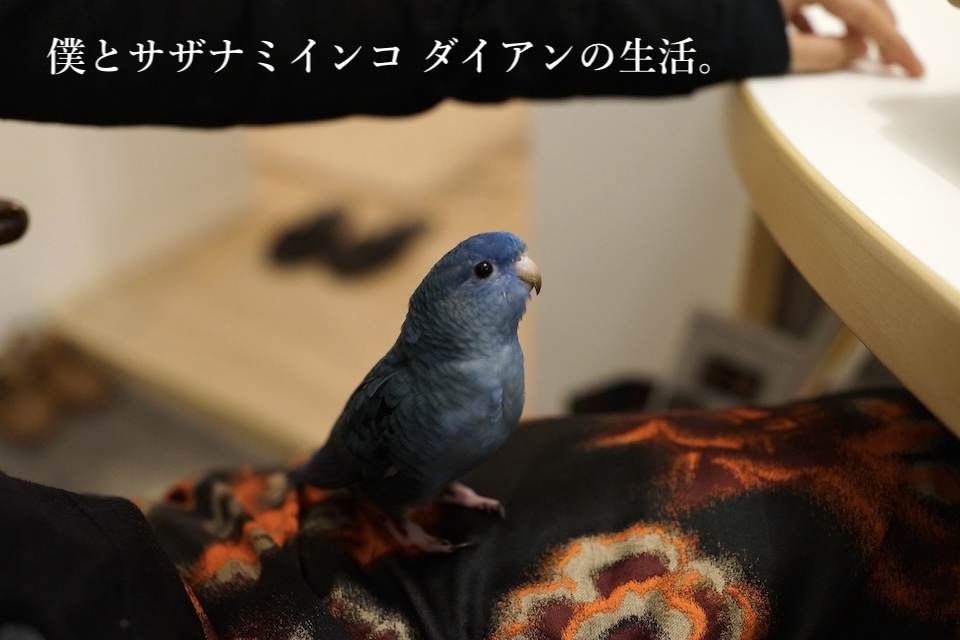 僕とサザナミインコ ダイアンの生活。top