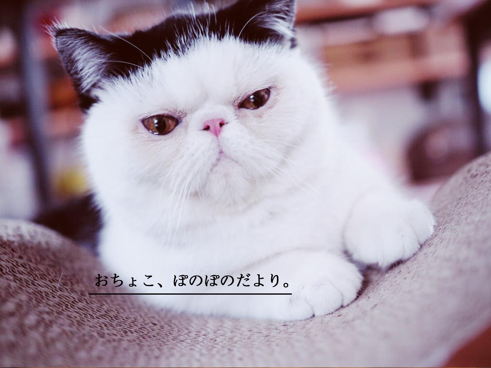 ochoko_20240802.jpg