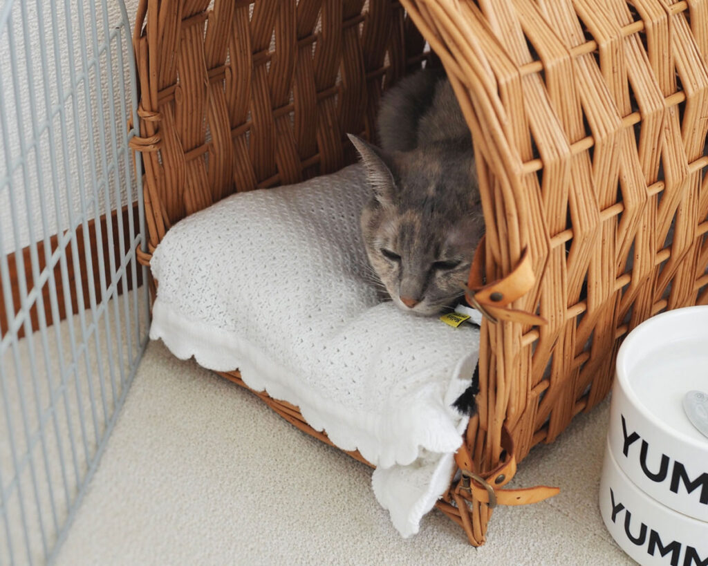 さあ、お水も飲んだし、お昼寝でもしようかしら。くる兄がお昼寝を邪魔しにきたら、格子の扉を閉めてね。じゃあ、おやすみ。ぷーぷーぷー……。