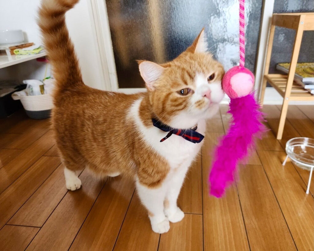 飼い主さんが旅行中、おもちゃで遊んでくれたり、