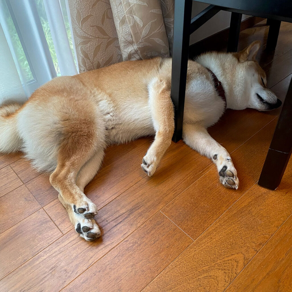 ハルくん、絡まり寝。柴犬子犬ハルのワンダフルライフ