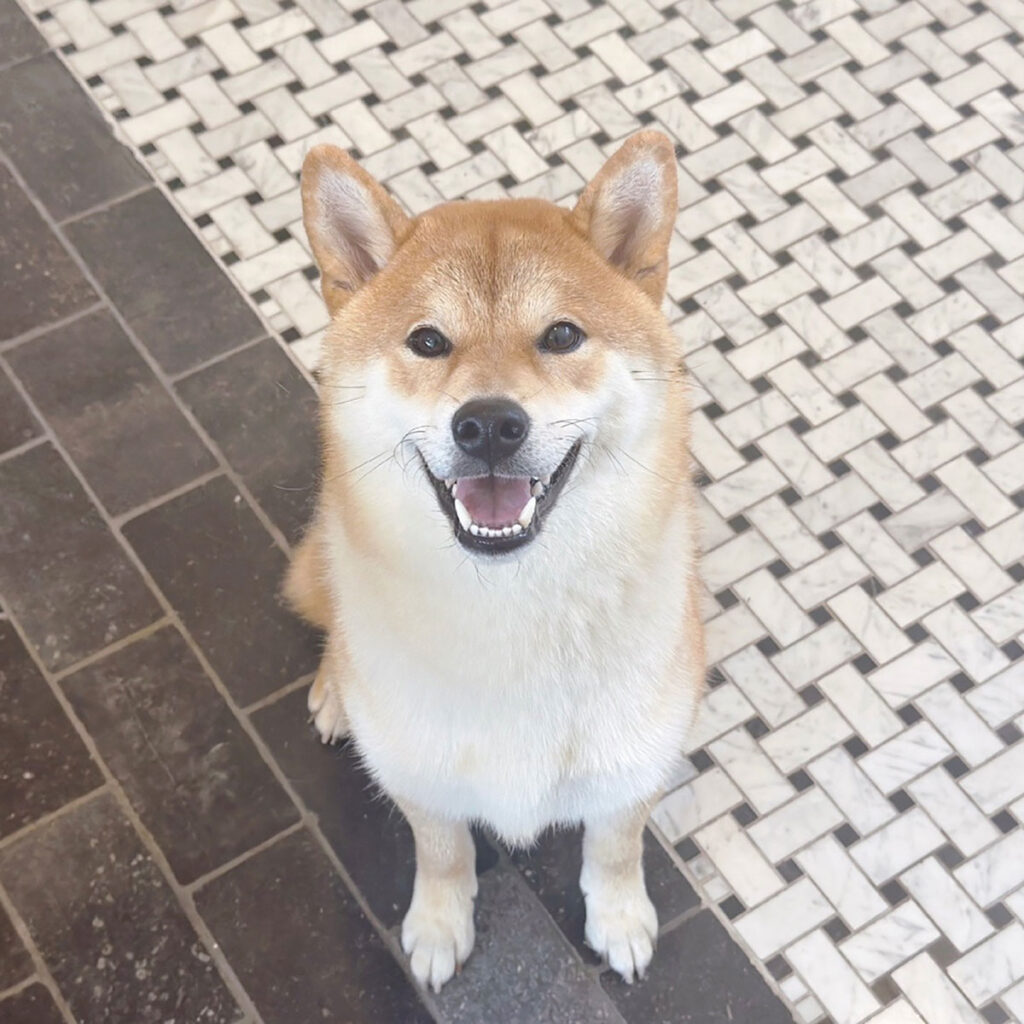 ハルくん、シャンプーやさんでいいお顔。柴犬子犬ハルのワンダフルライフ