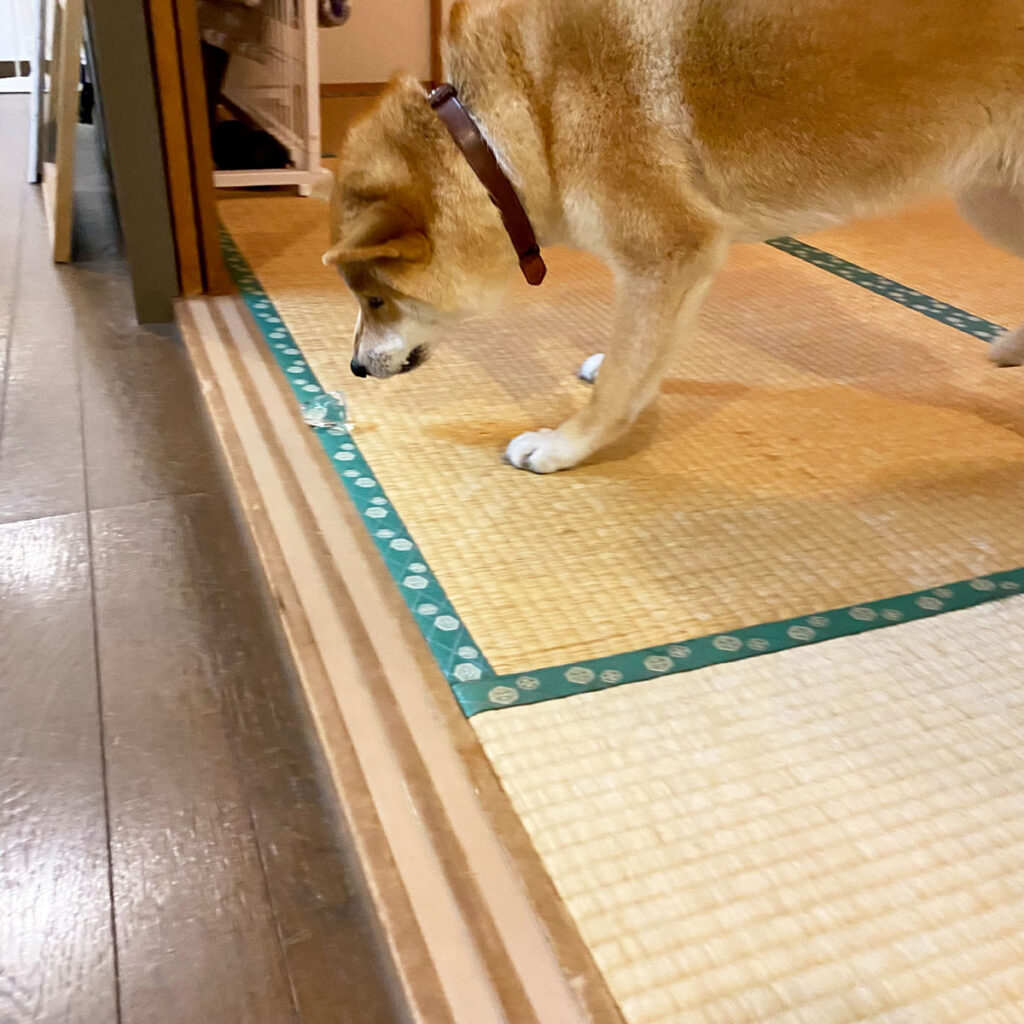 ハルくん、氷を堪能。柴犬子犬ハルのワンダフルライフ