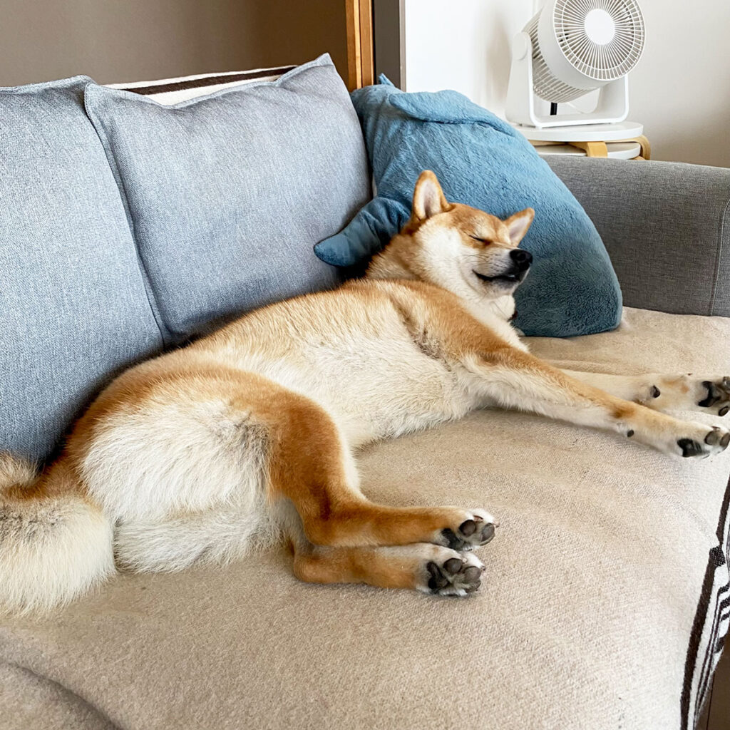 ハルくん、ちょうどいい涼風を満喫。柴犬子犬ハルのワンダフルライフ