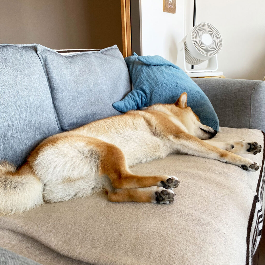 ハルくん、ちょうどいい涼風を満喫。柴犬子犬ハルのワンダフルライフ