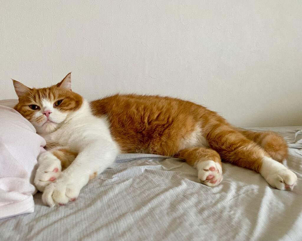 飼い主さんがベッドから起きあがった瞬間に、僕は枕を占領しました。（ドヤ顔）