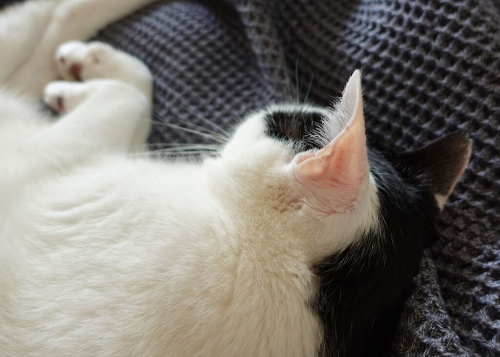 〈LOISIR〉デザイナー・前田敬子による、保護猫・えいたと暮らす日常。