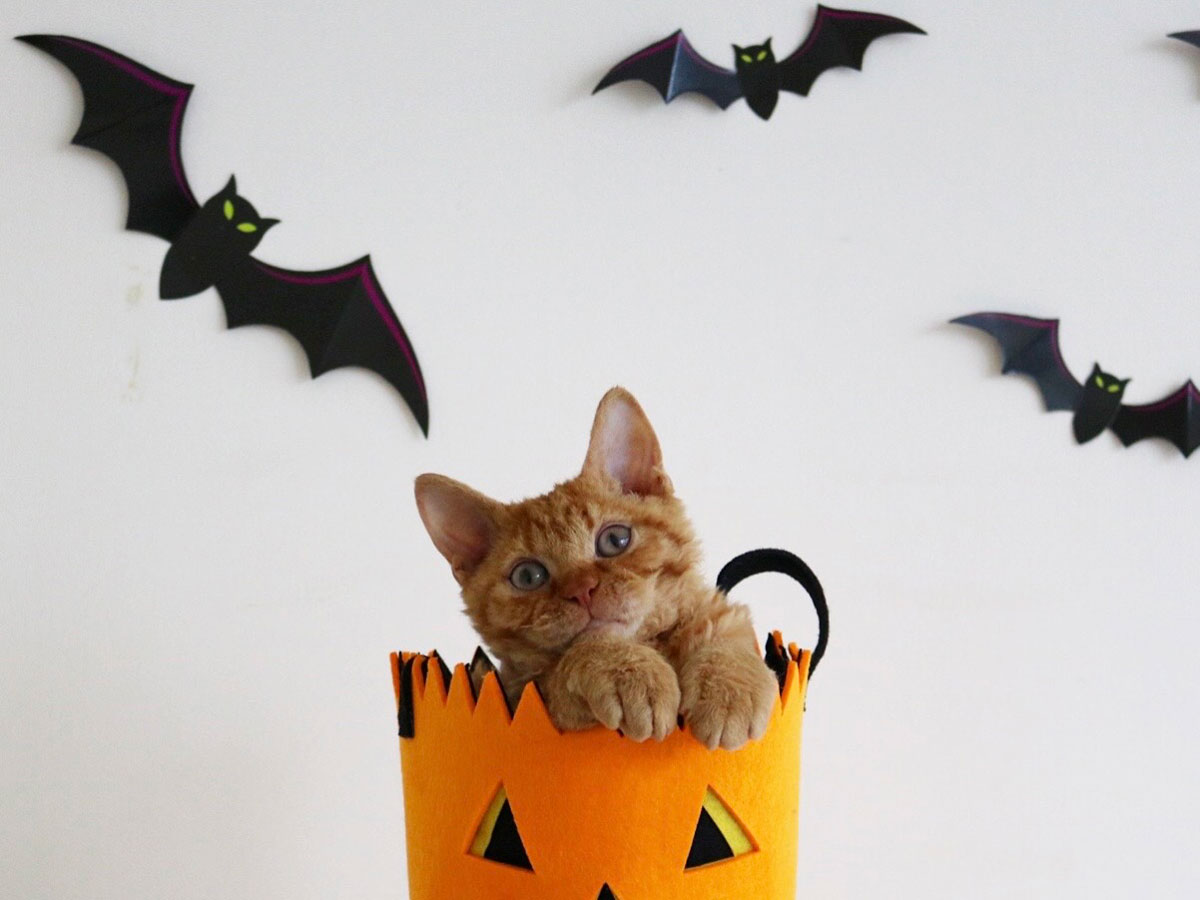 ハロウィンが待ち遠しくて。【黒猫ギネスと茶トラのピムス。仲良し兄弟