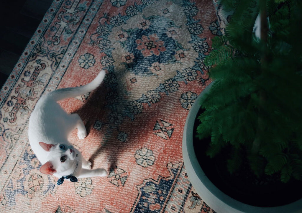 お部屋に植物が生えているよ。ゆらゆらと風に揺れる葉っぱに、釘付けのぼく。