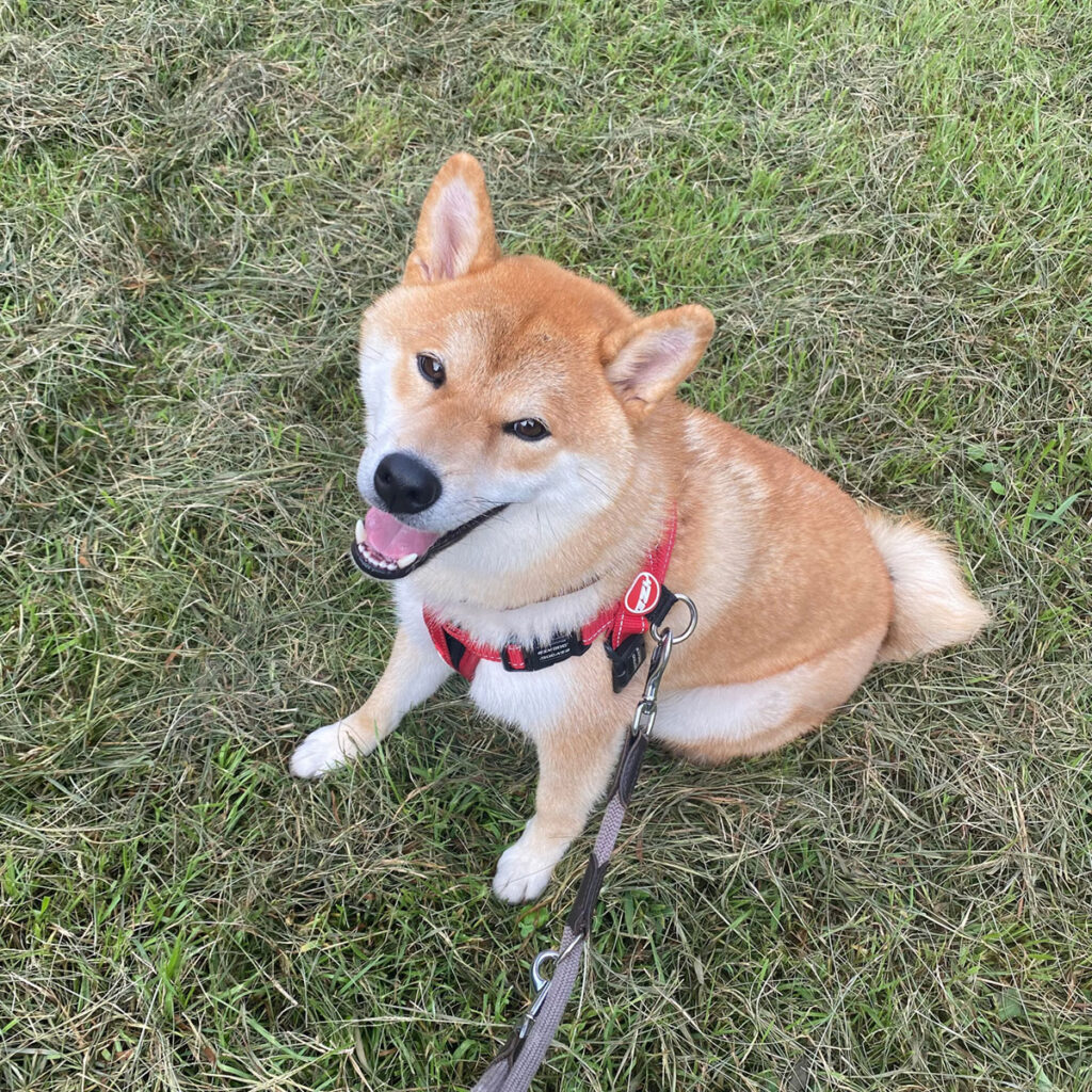 ハルくん、おやつはまだよ。柴犬子犬ハルのワンダフルライフ