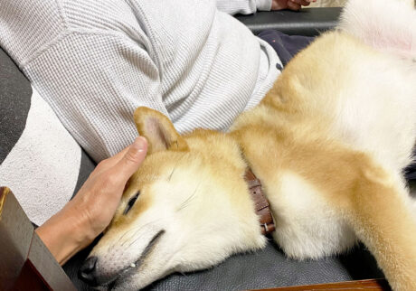 ハルくん、甘えたさん。柴犬子犬ハルのワンダフルライフ