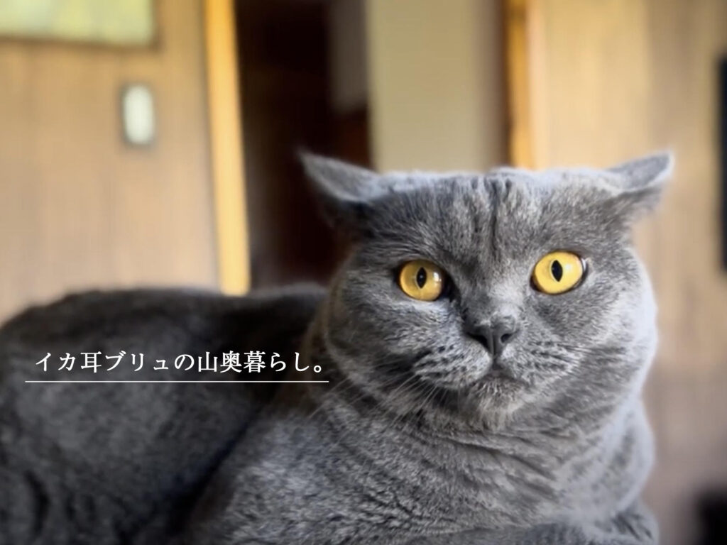 イカ耳ブリュの山奥暮らし。 Britishshorthair ブリティッシュショートヘアー