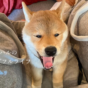 ハルのワンダフルライフ