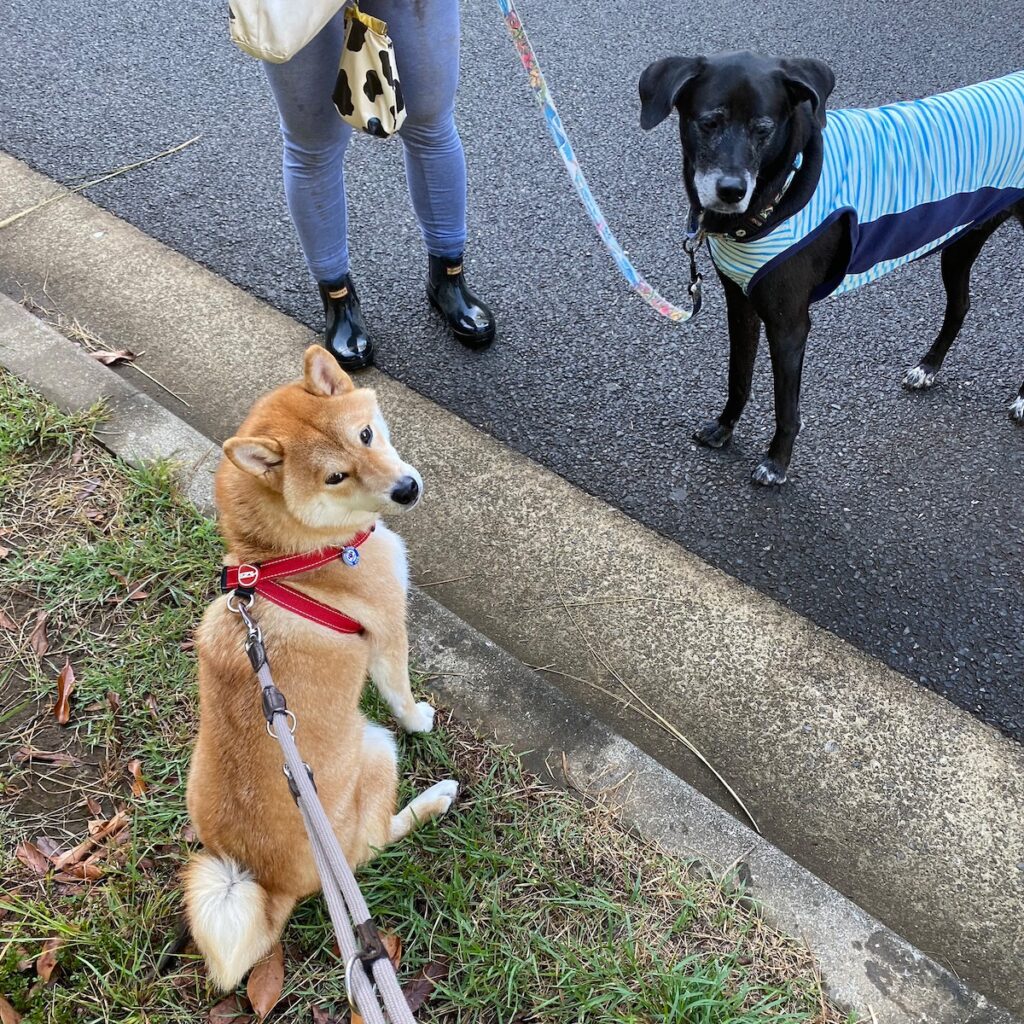 ハルくん、お友だちのグーフィーを紹介します。柴犬子犬ハルのワンダフルライフ