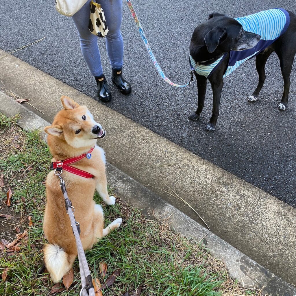 ハルくん、お友だちのグーフィーを紹介します。柴犬子犬ハルのワンダフルライフ