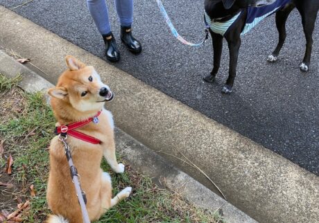 ハルくん、お友だちのグーフィーを紹介します。柴犬子犬ハルのワンダフルライフ